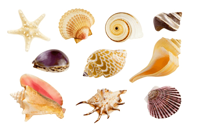 Conchas en acuario