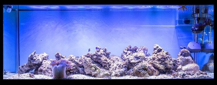 Configuración del tanque de peces de 100 galones