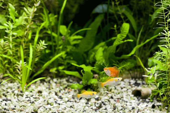 Acuario plantado
