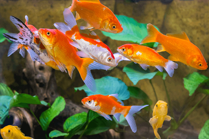 Demasiados peces