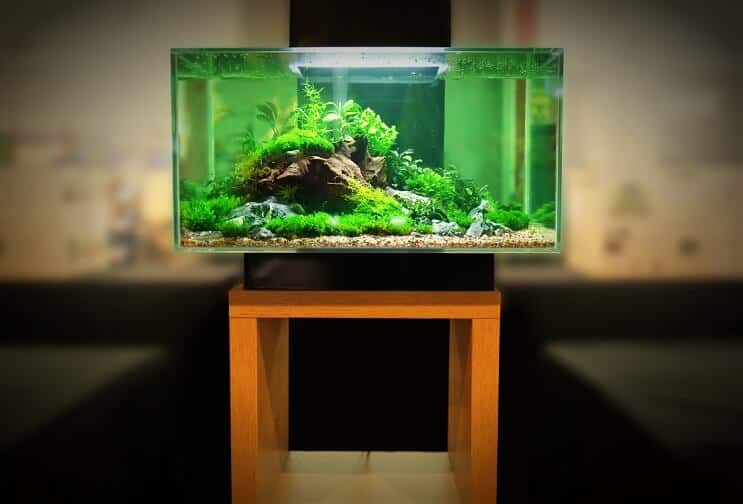 Tanque reproductor 2