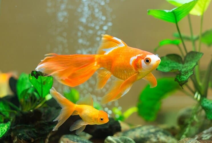 Tanque de peces de colores