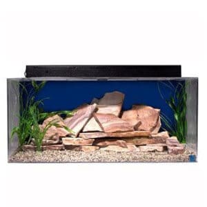 Ideal para una pareja de peces de colores