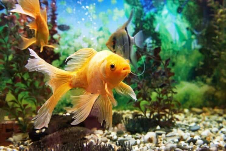 Configuración del tanque de peces de colores