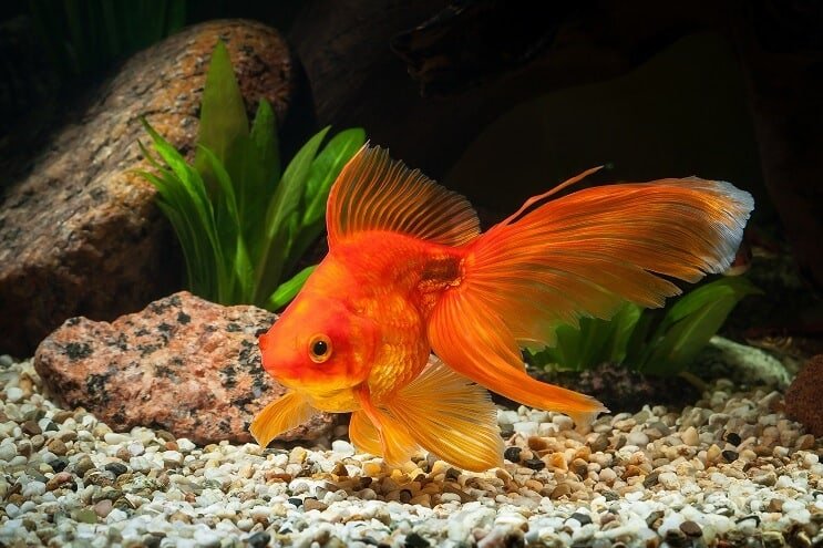 Mantenimiento del tanque de peces de colores