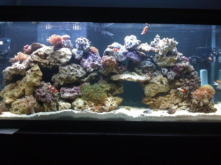 Tanque de arrecife de 55 galones