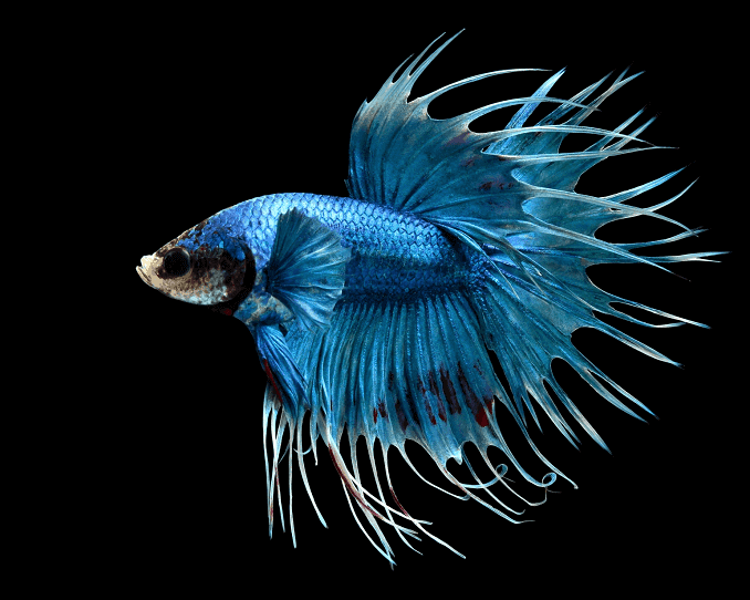 Descripción general de Bettas