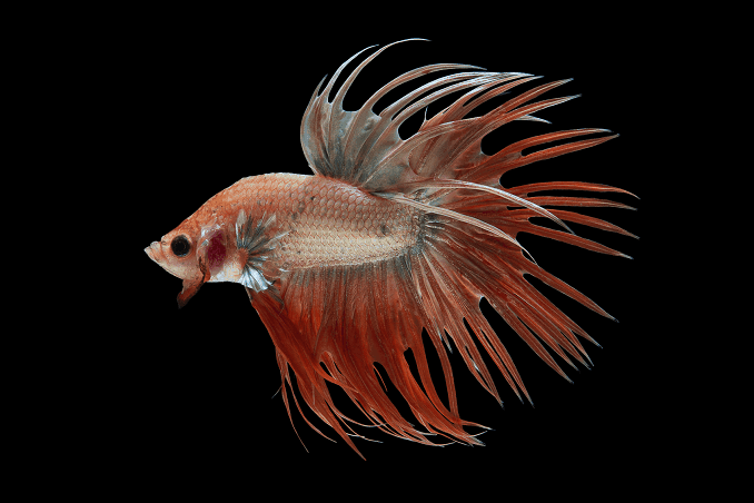 Cría de Bettas