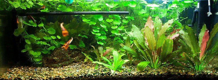 Tanque de 75 galones