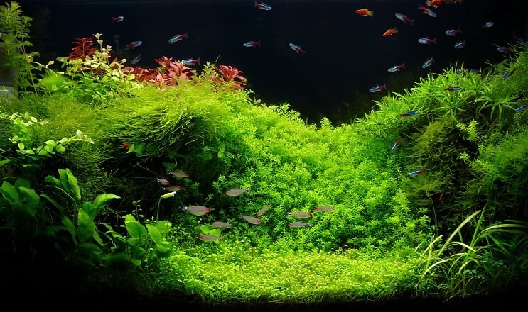 Acuario de 75 galones