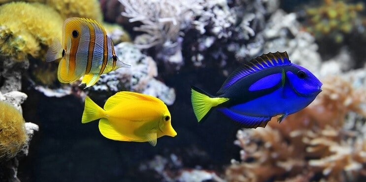 75 galones de pescado
