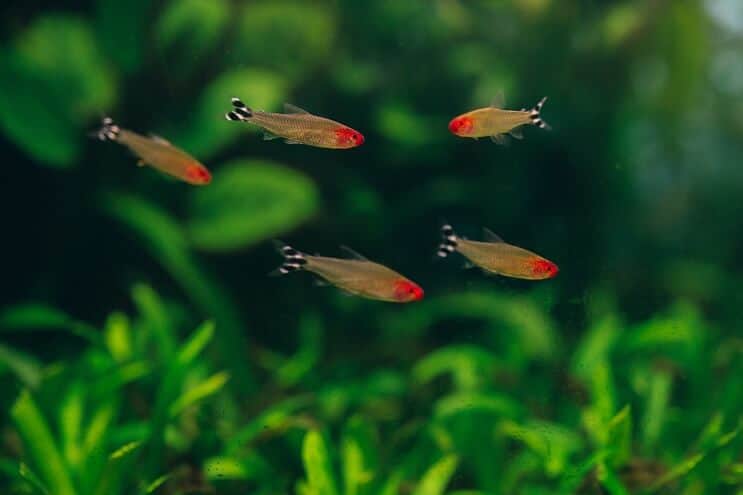 Compañeros de tanque de Rummy Nose Tetra