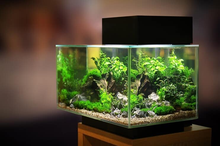 Acuario de 20 galones