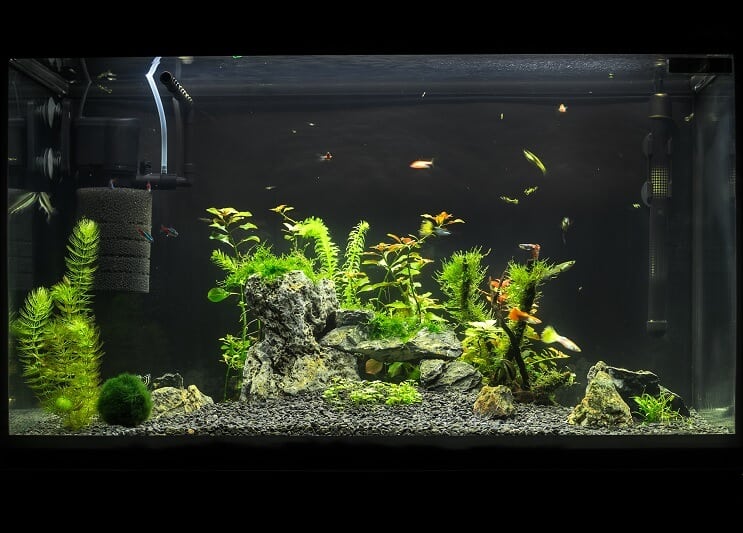 Acuario de 20 galones de largo