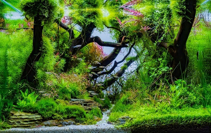 Ideas de instalación de acuario de 20 galones de largo