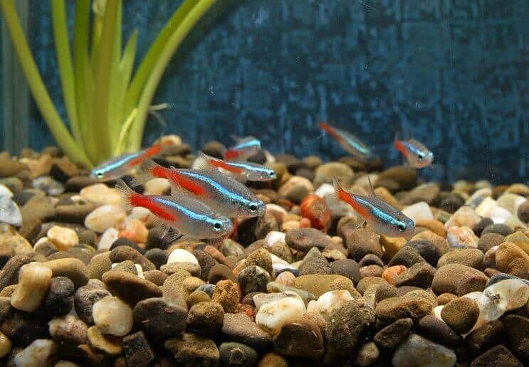 Tetras de neón