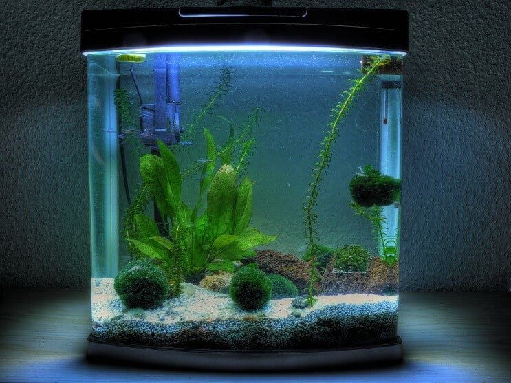 Acuario de 3 galones