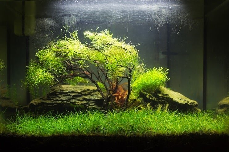 Tanque nano plantado