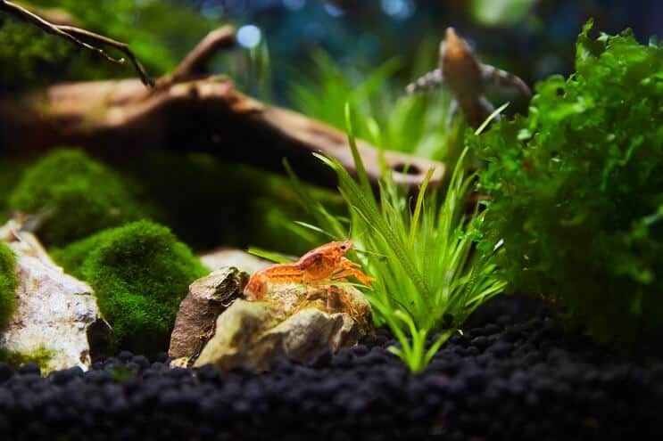 Nano tanque