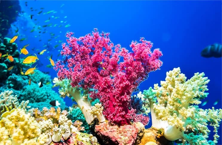 Arrecife de coral