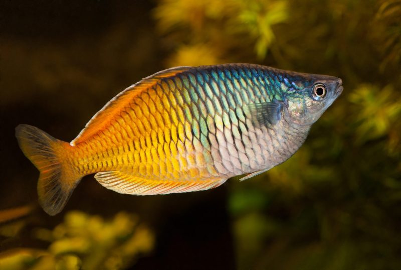 arcoiris boesemani
