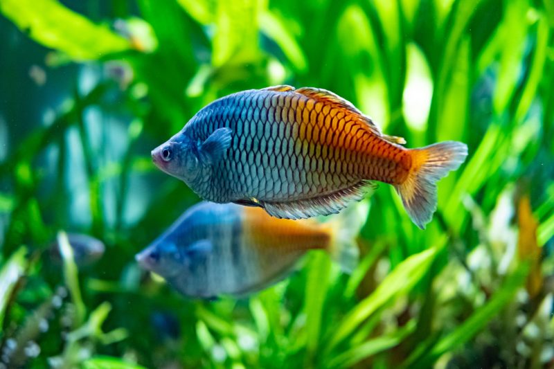 arcoiris boesemani