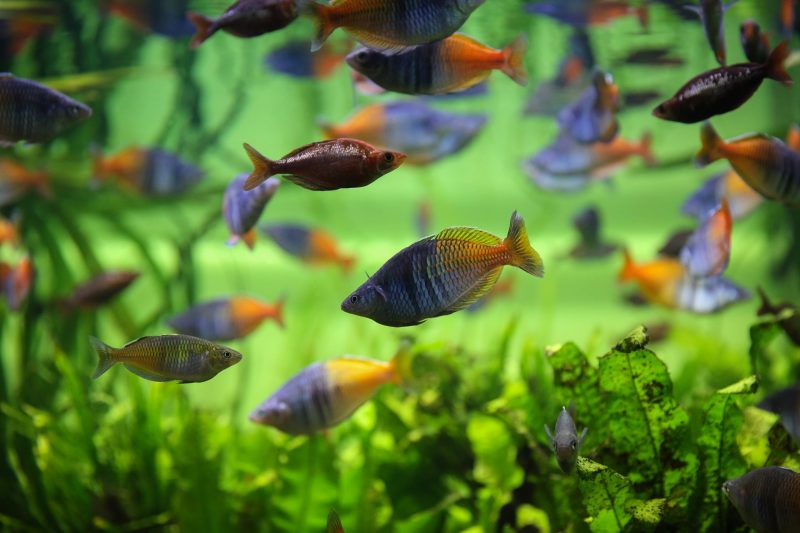 arcoiris boesemani