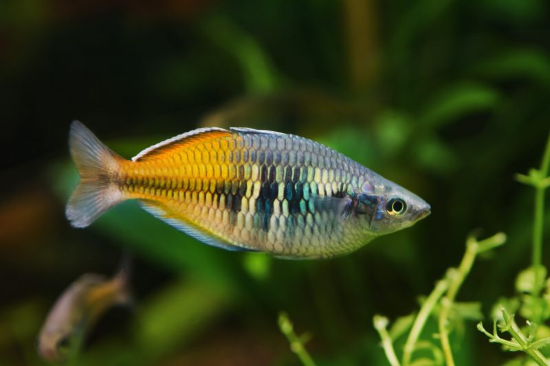 arcoiris boesemani
