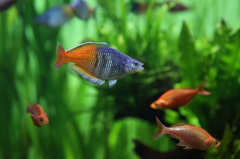 arcoiris boesemani