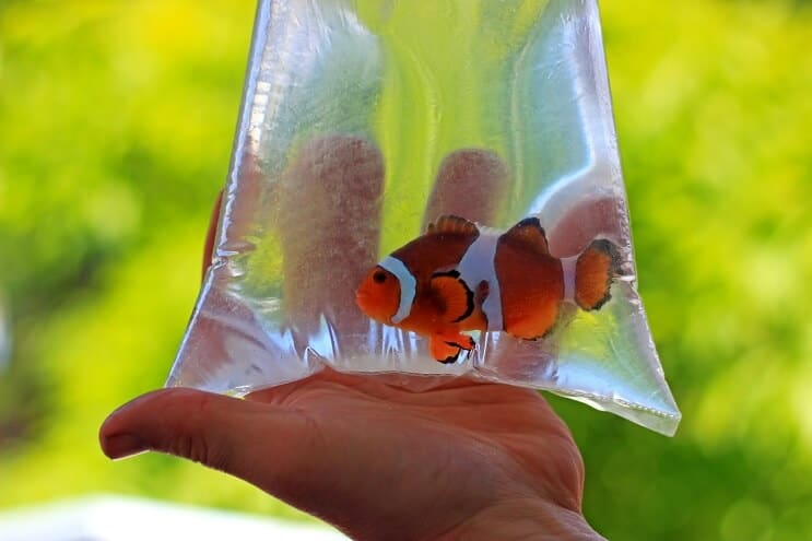Agregar peces al tanque