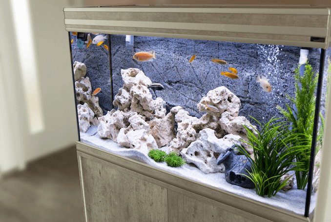 Acuario con cíclidos