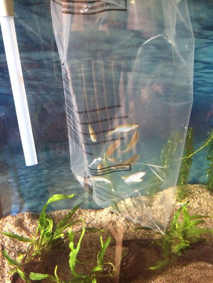 Agregar peces al tanque