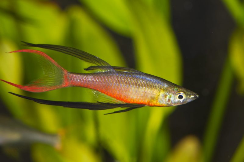 Pez arcoiris