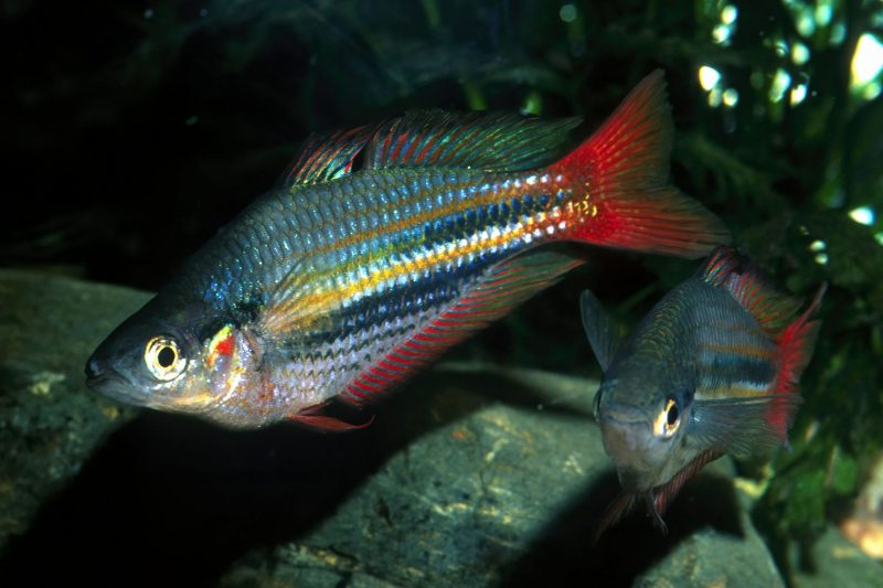 Pez arcoiris