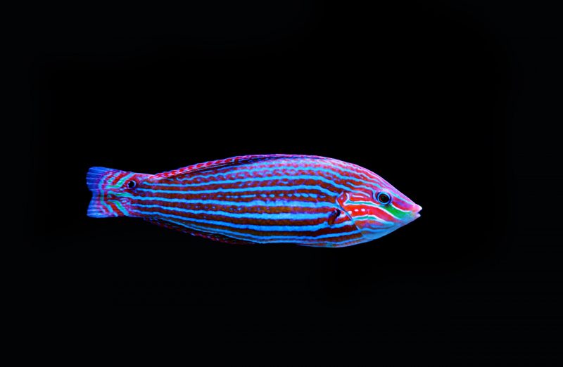 Pez arcoiris