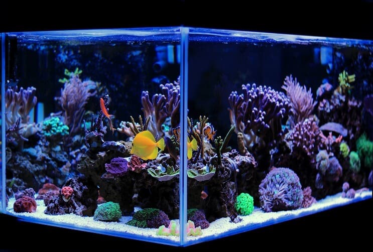 Acuario de agua salada