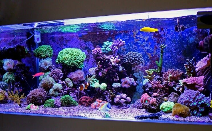 Configuración de un tanque de agua salada