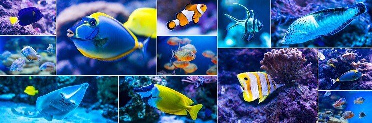 Los mejores peces de agua salada