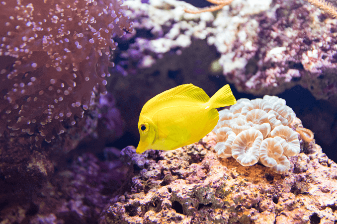 Peces de agua salada