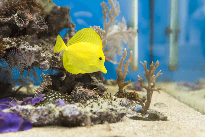 Peces de agua salada en acuario