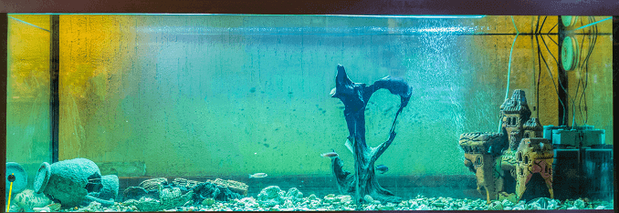 Acuarios de agua salada Algas
