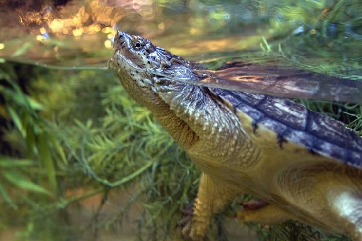 Tortuga