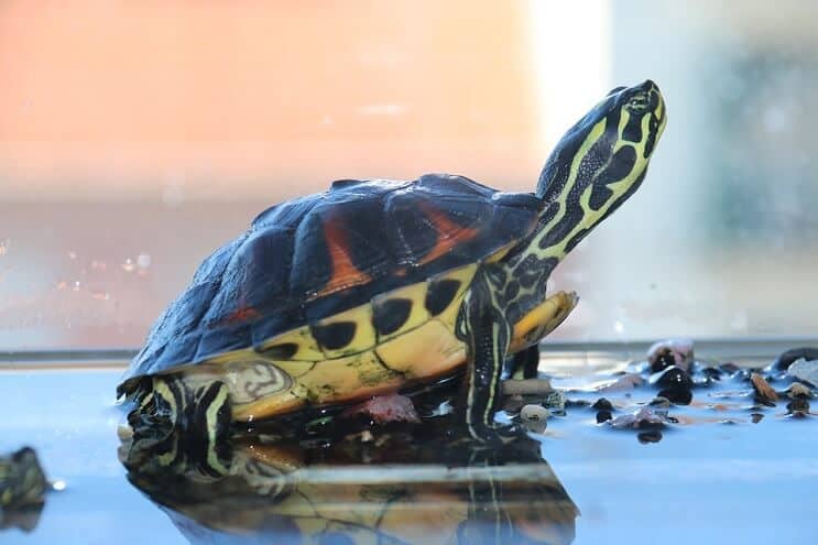 Tortuga en tanque