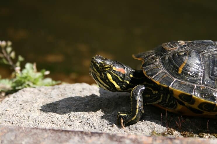 Iluminación de tortuga