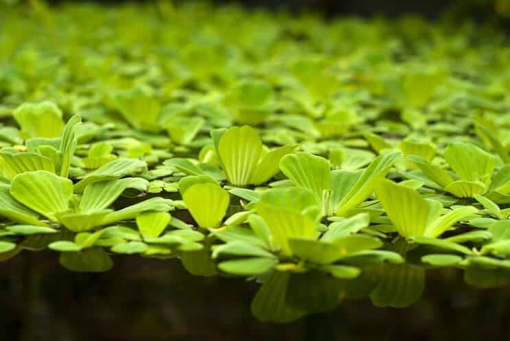 Lechuga de agua flotando