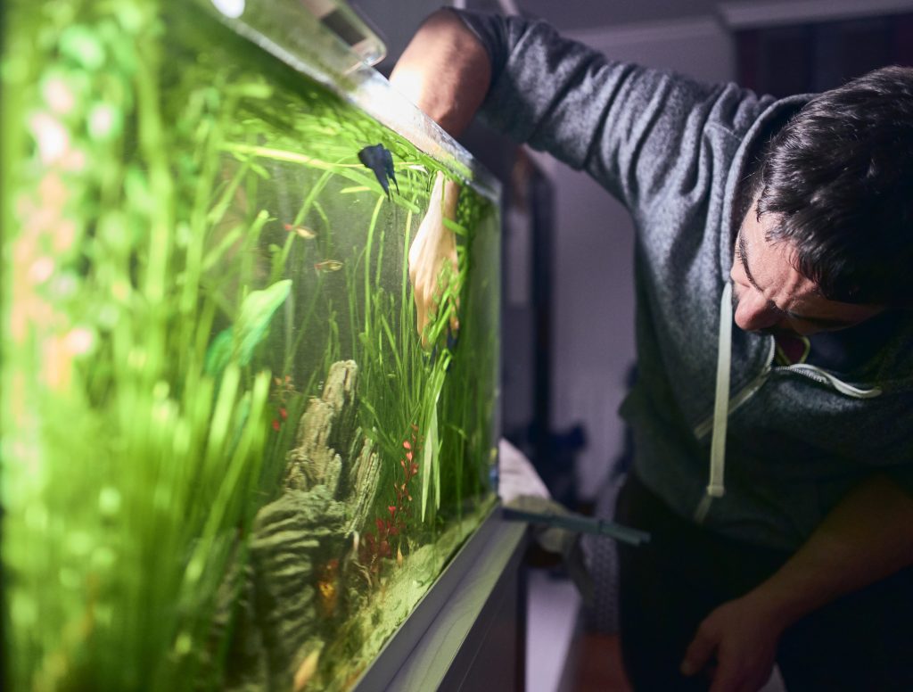 agua turbia en pecera