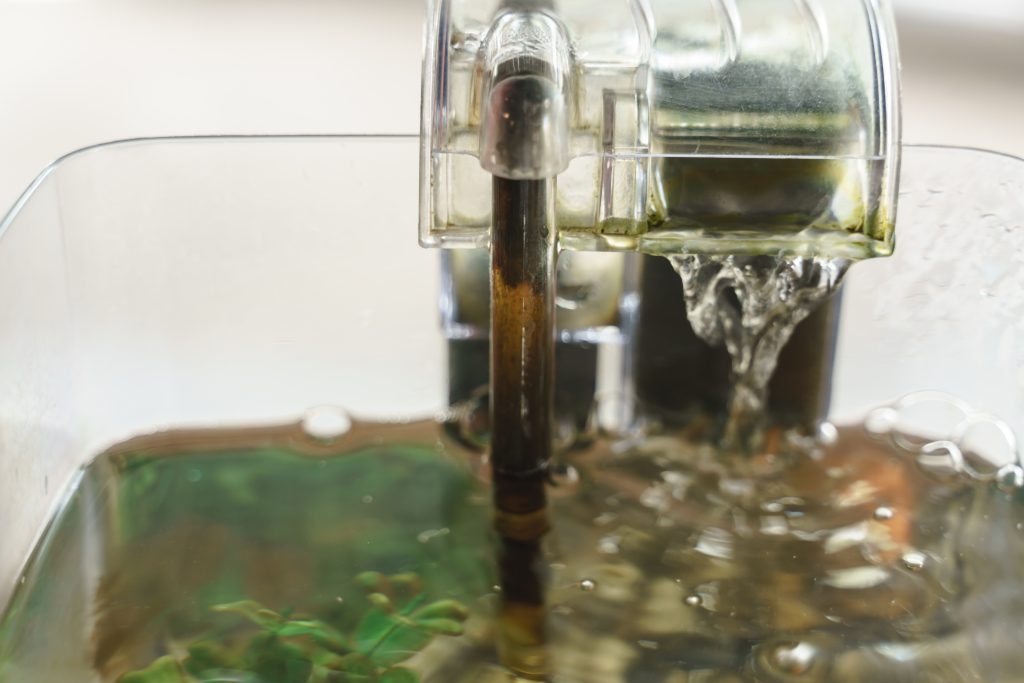 agua turbia en pecera