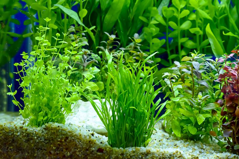 Las mejores plantas para peces Betta
