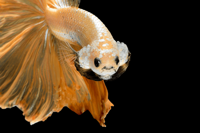 Apariencia de Crowntail Betta
