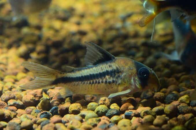 Bagre Corydoras